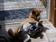 Sun bathing with a tennis shoe
