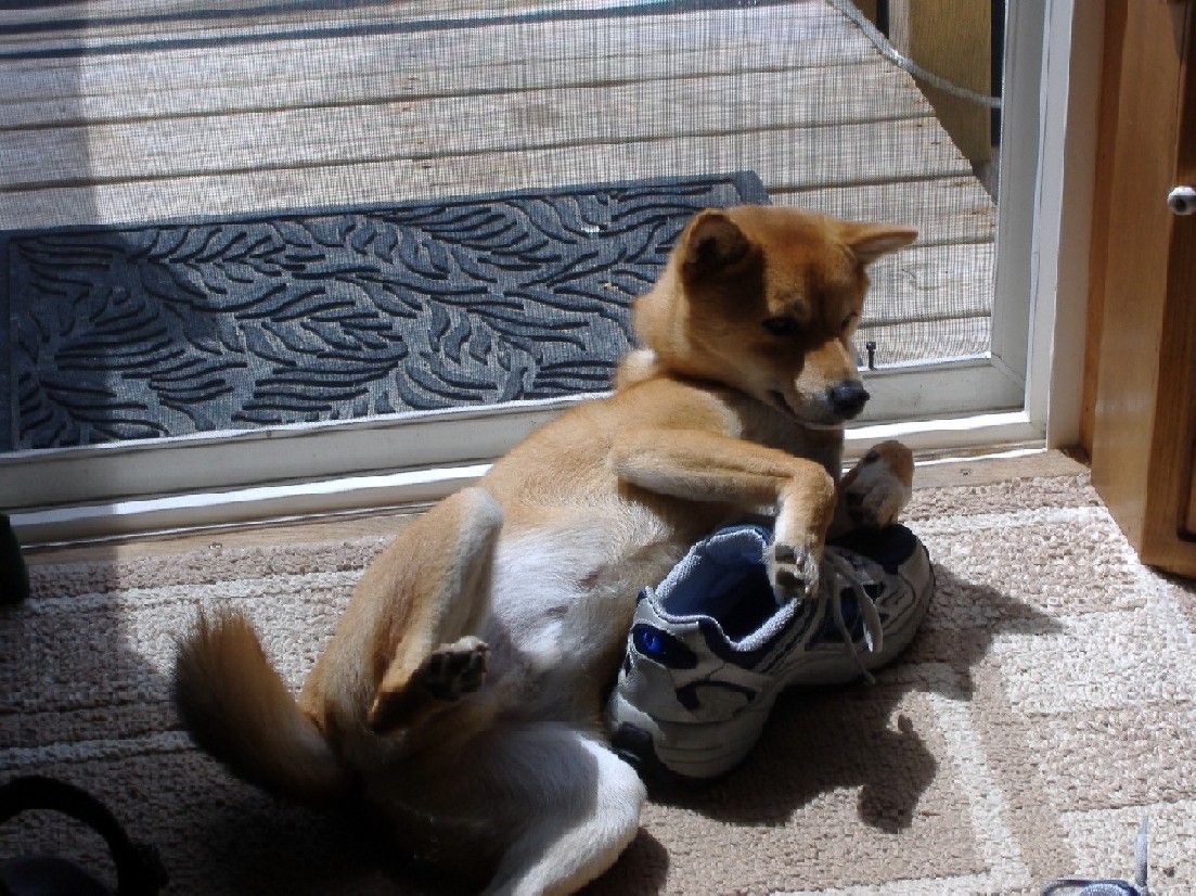 Sun bathing with a tennis shoe