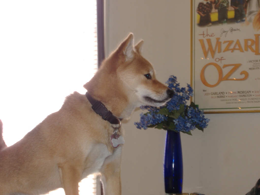 Kodi sniffing the flowers...