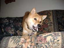 Chewing some rawhide...