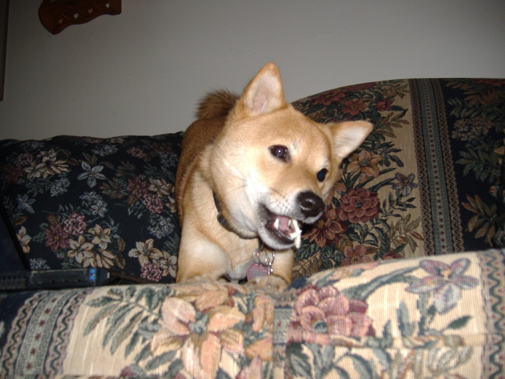 Chewing some rawhide...