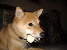 More chewing rawhide...
