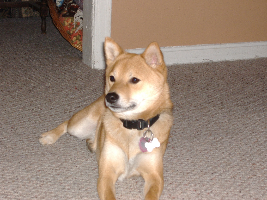 Just "Kodi"