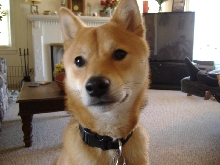Kodi  "Closeup"