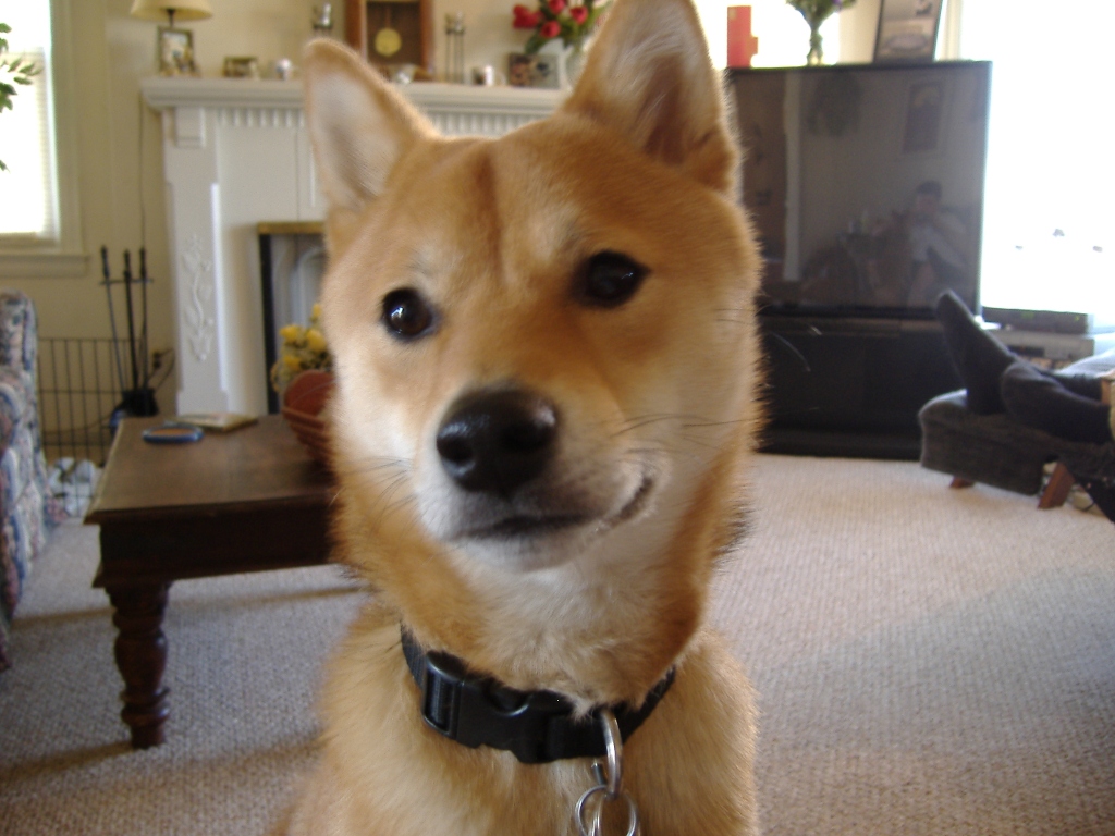 Kodi  "Closeup"