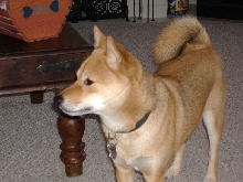 Kodi