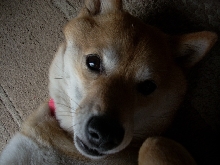 Kodi on his back, closeup!