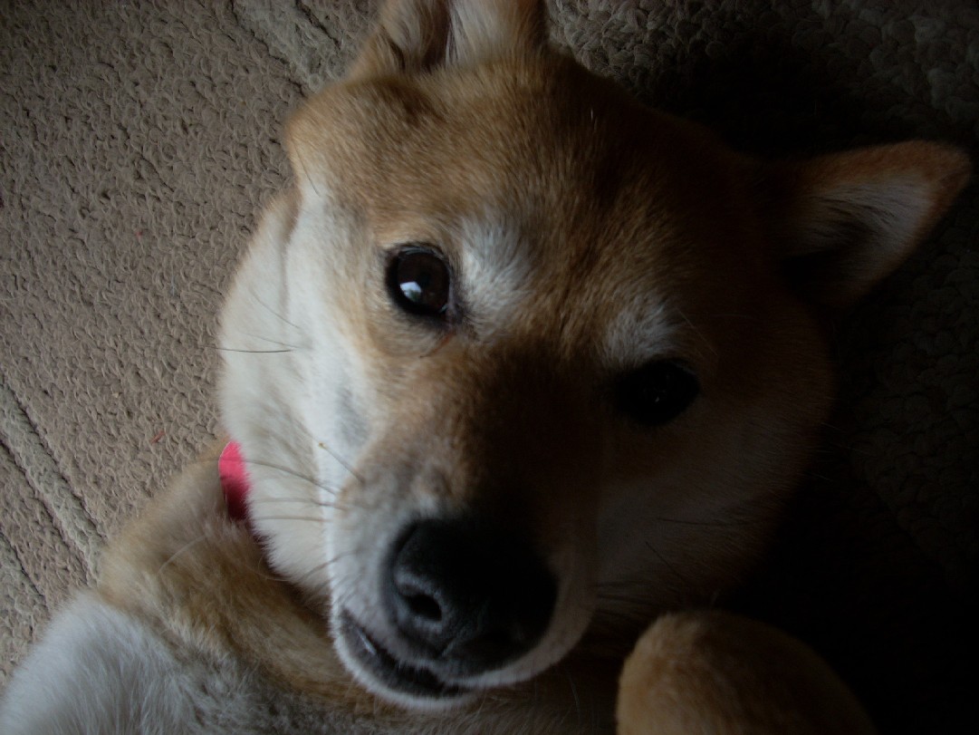 Kodi on his back, closeup!