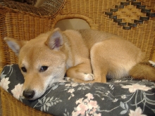 Sleeping in "my" chair (1)