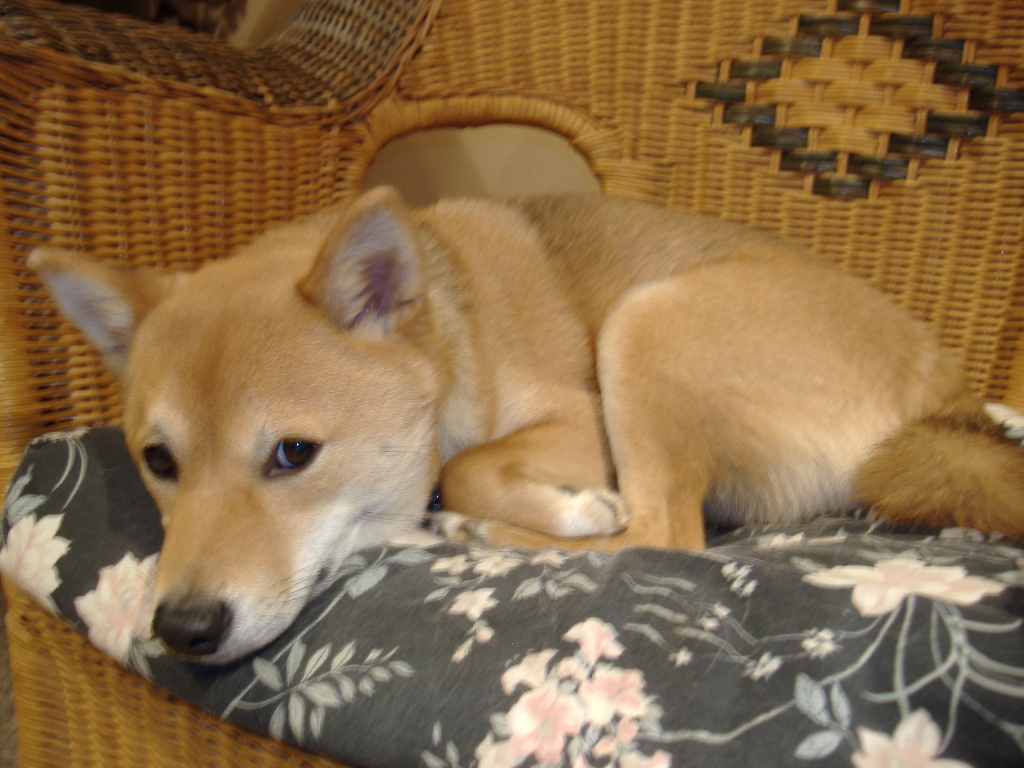 Sleeping in "my" chair (1)