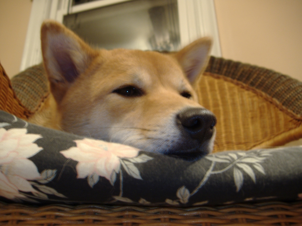 Sleeping in "my" chair (2)