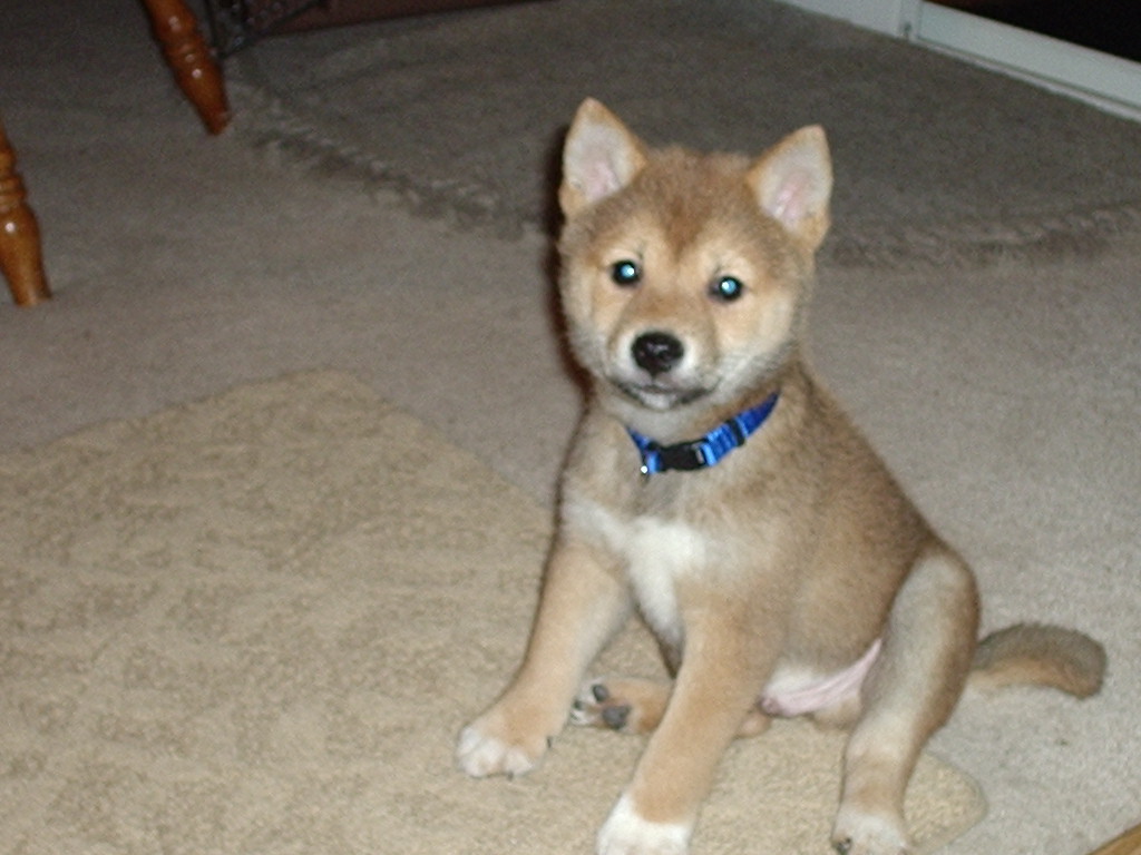 Kodi