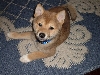 Kodi