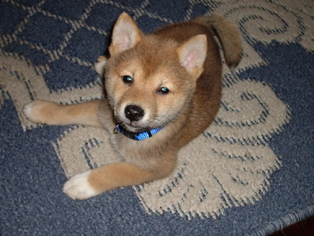 Kodi