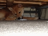 Kodi... Under Matthew's bed