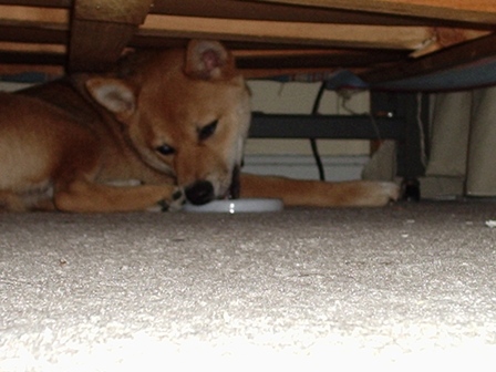 Kodi... Under Matthew's bed