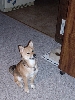 Kodi... waiting for a treat