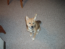 Kodi.... Just being cute again....