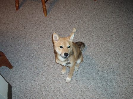 Kodi.... Just being cute again....
