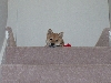 Top of the stairs.....