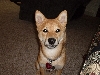 Kodi - Closeup