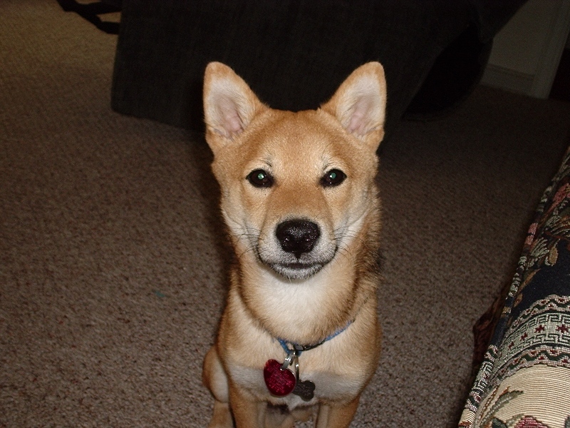 Kodi - Closeup