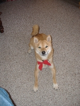 Kodi - Christmas bow 2006