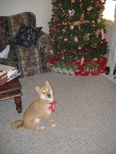 Kodi all ready for Christmas 2006