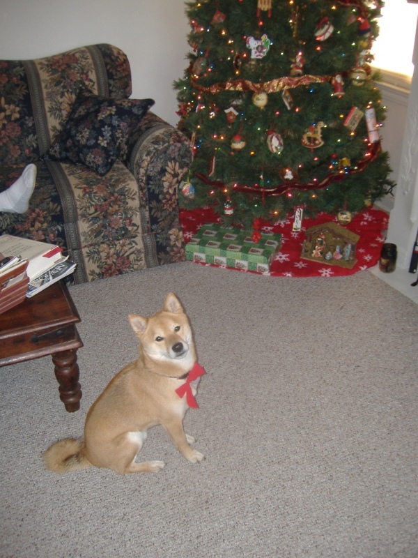 Kodi all ready for Christmas 2006