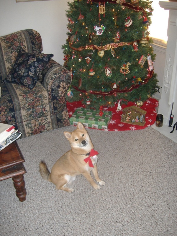 Kodi - All ready for Christmas 2006 - 2