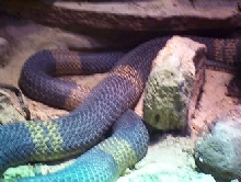 banded egyptian cobra