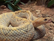 aruba island rattlesnake