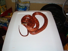 tangerine hypo tx rat