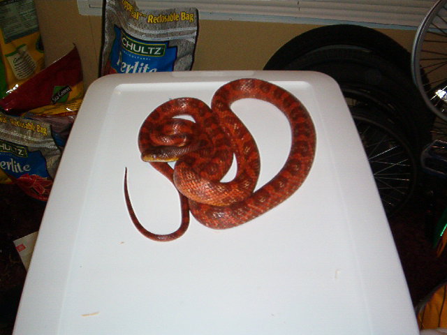 tangerine hypo tx rat