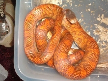 Hypo orange phase