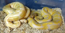 Albino & Lavender Albino