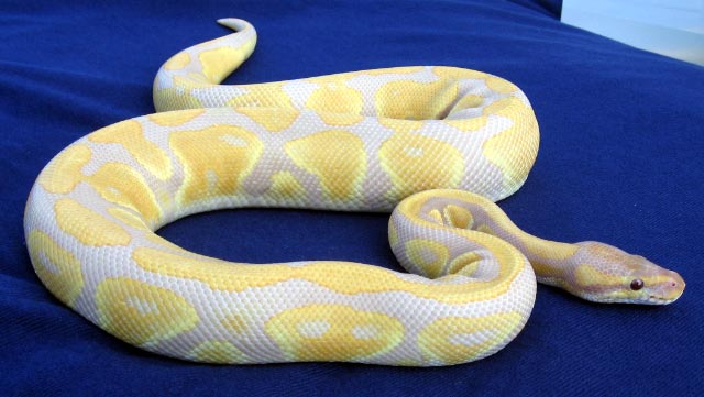 Lavender Albino Male