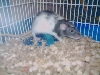 Ralph