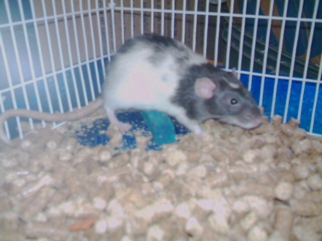 Ralph
