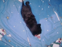 mubentser