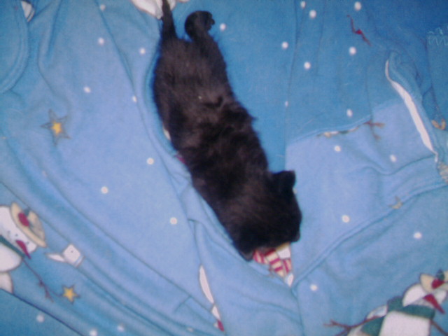 mubentser