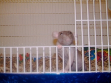 Lee