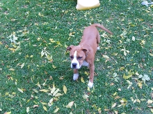 Nalia