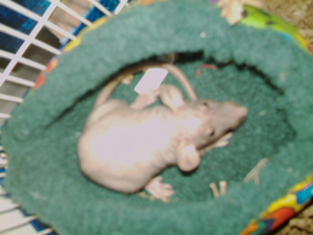 New boy in his Bed