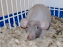 New Rat