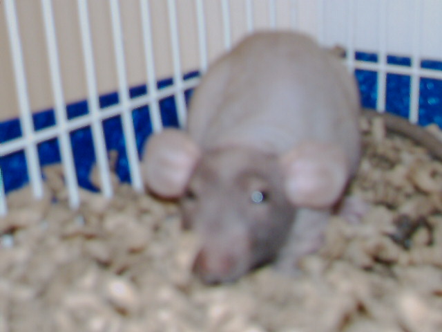 New Rat