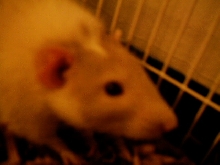 Rosco