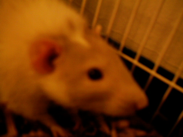 Rosco