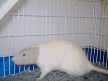 Rosco P. Coletrain
