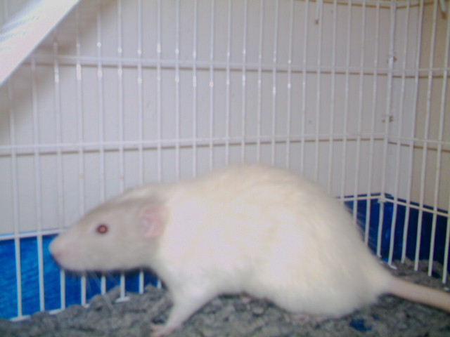 Rosco P. Coletrain